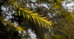 Organic Gardening Solutions: Cultivate Your Green Thumb Naturally